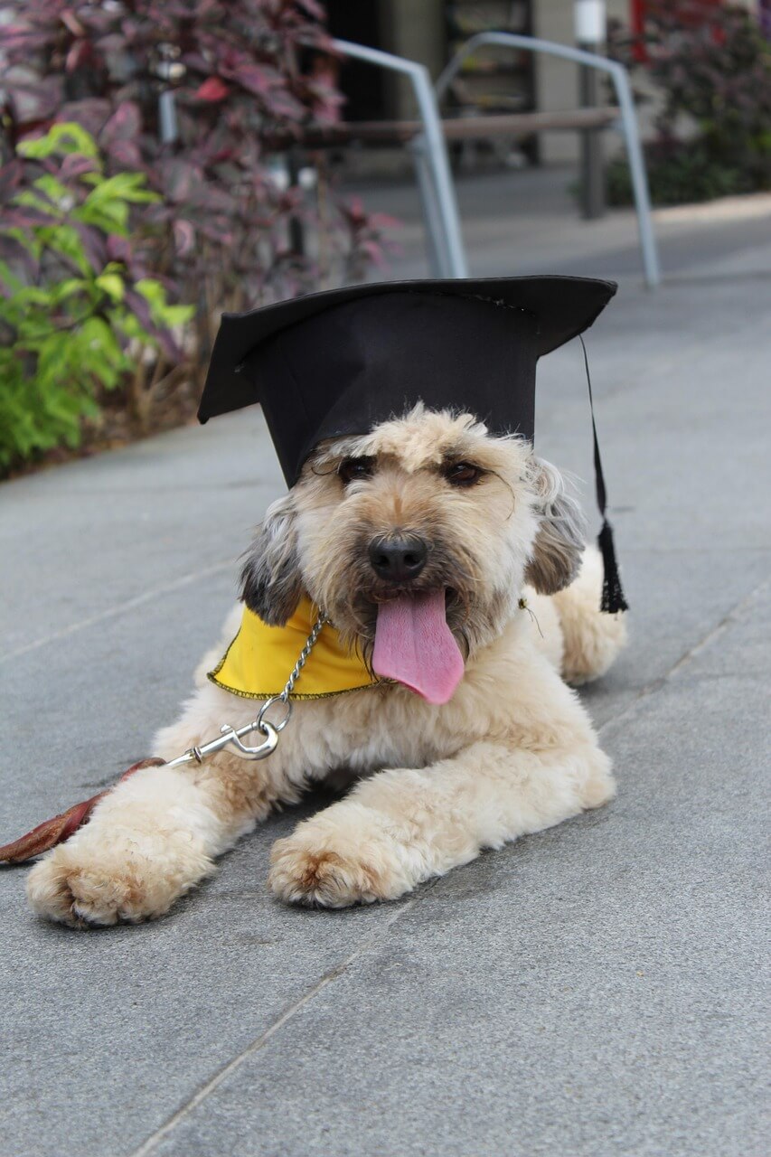 graduation-5228381_1280
